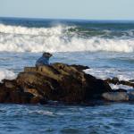 cambria2012CN_0079 (November 04, 2012)